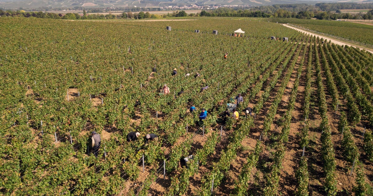 Champagne industry boss, 2 others jailed for human trafficking, allegedly treating workers in France “like slaves”