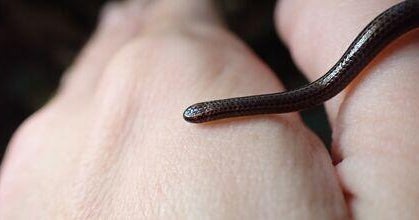 World’s smallest-known snake found under rocks in Barbados after nearly 20 years