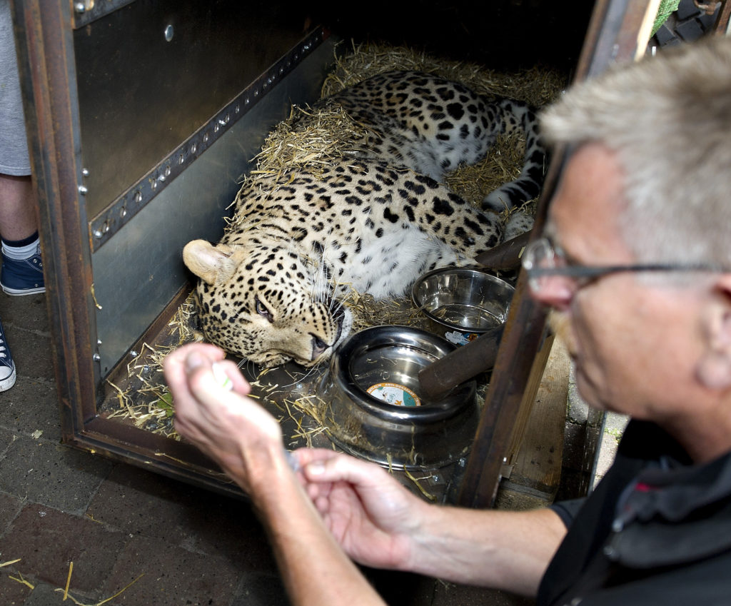 Denmark zoo asks people to donate their small pets as food for captive predators