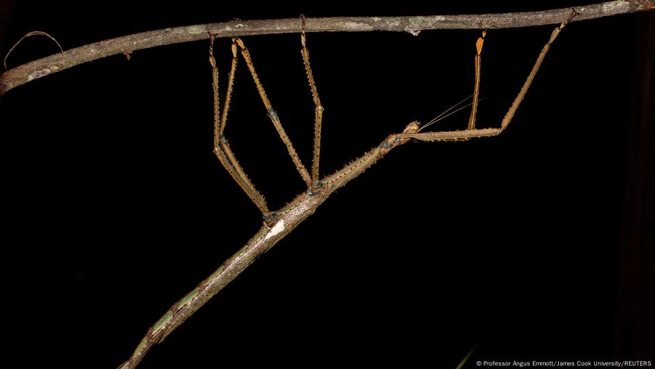 New giant stick insect is Australia’s heaviest – DW – 07/31/2025