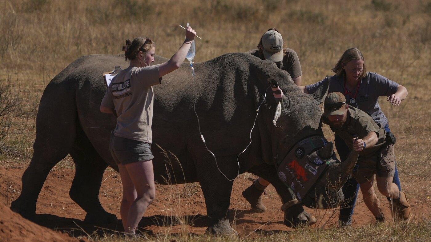 Scientists in South Africa are making rhino horns radioactive to fight poaching : NPR