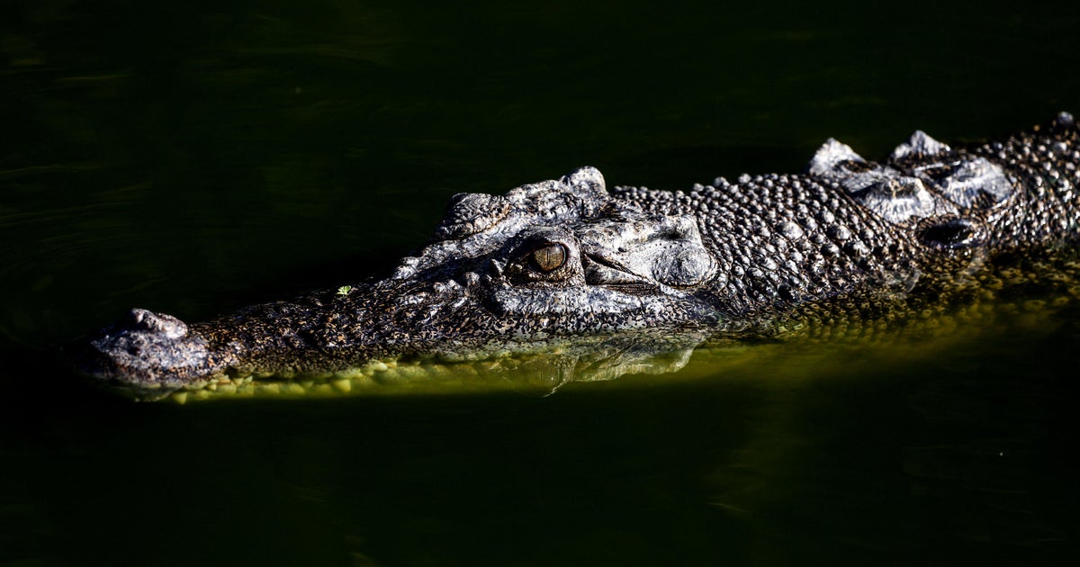 U.S. influencer who filmed himself wrestling wild crocodiles in Australia is under investigation: “Dangerous and illegal”